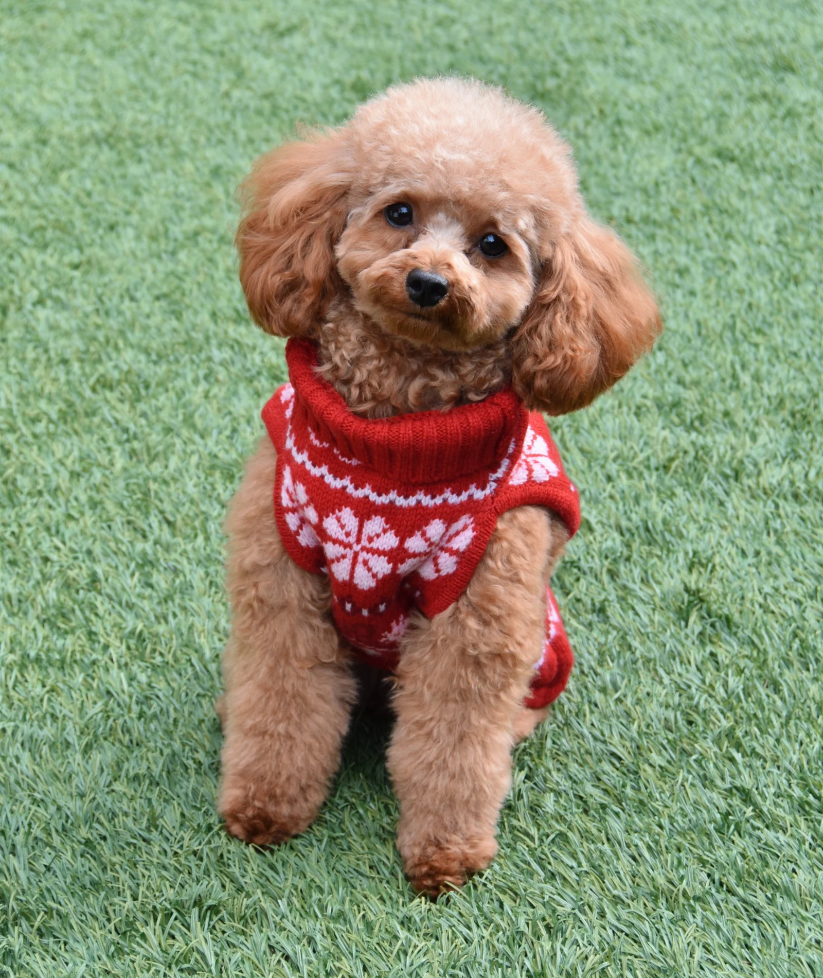 Love Shack Fancy Women Arindia Dog Sweater Red Velvet Truffle - Image 3